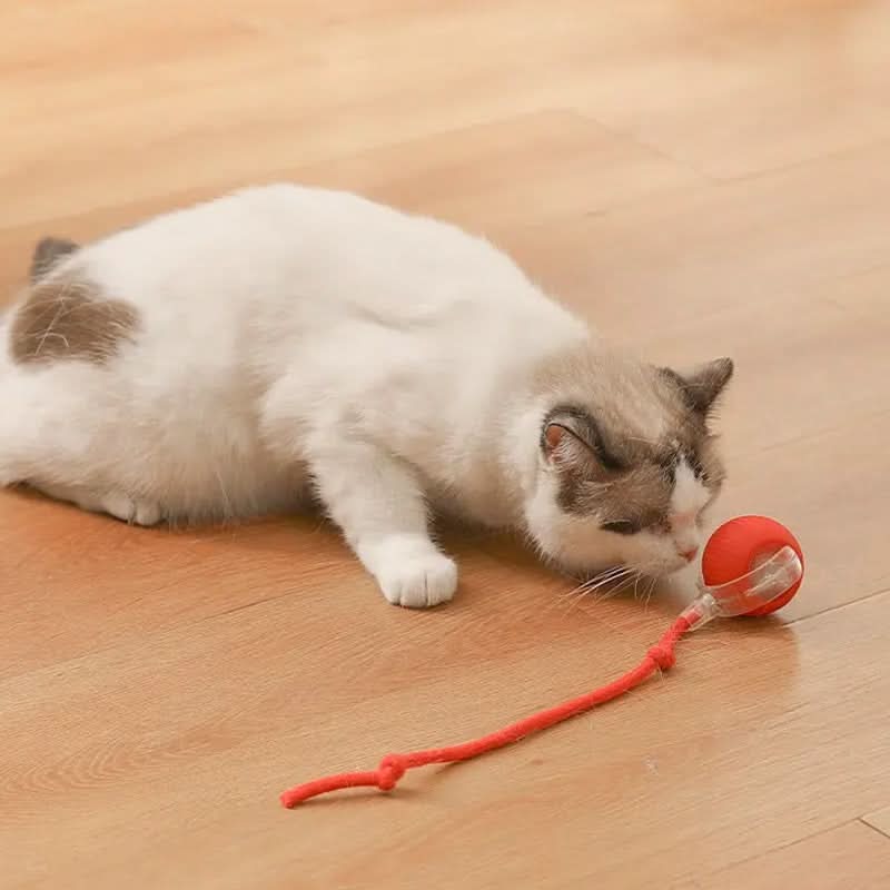Bouncend speelgoed voor actieve en nieuwsgierige katten 
